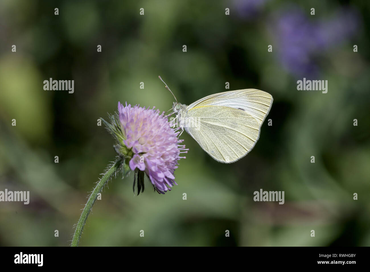 Large White (Pieris brassicae) papillon sur fleur pourpre Banque D'Images