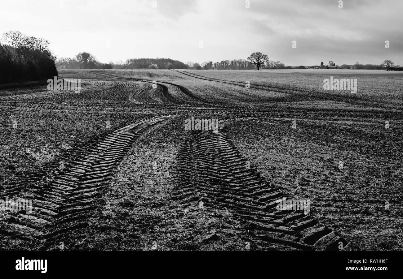 Scène rurale Moody avec champ labouré et arbre de chêne sur l'horizon à l'aube à Beverley, Yorkshire, UK. Banque D'Images