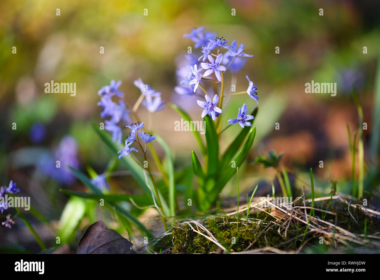 Les fleurs de printemps dans une forêt. Scilla Bifolia. Banque D'Images