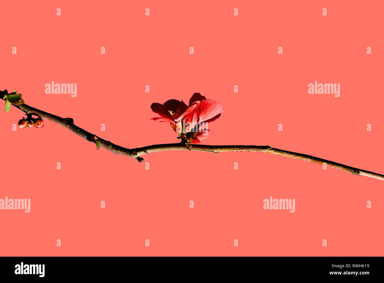 Chaenomeles japonica sur couleur corail Banque D'Images