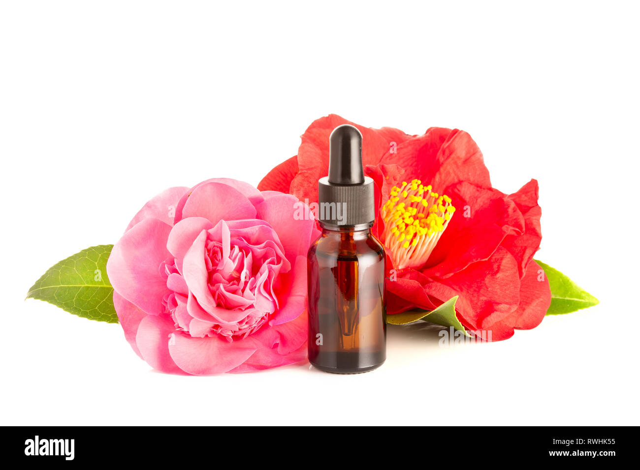 Huile de camélia isolé sur fond blanc Banque D'Images