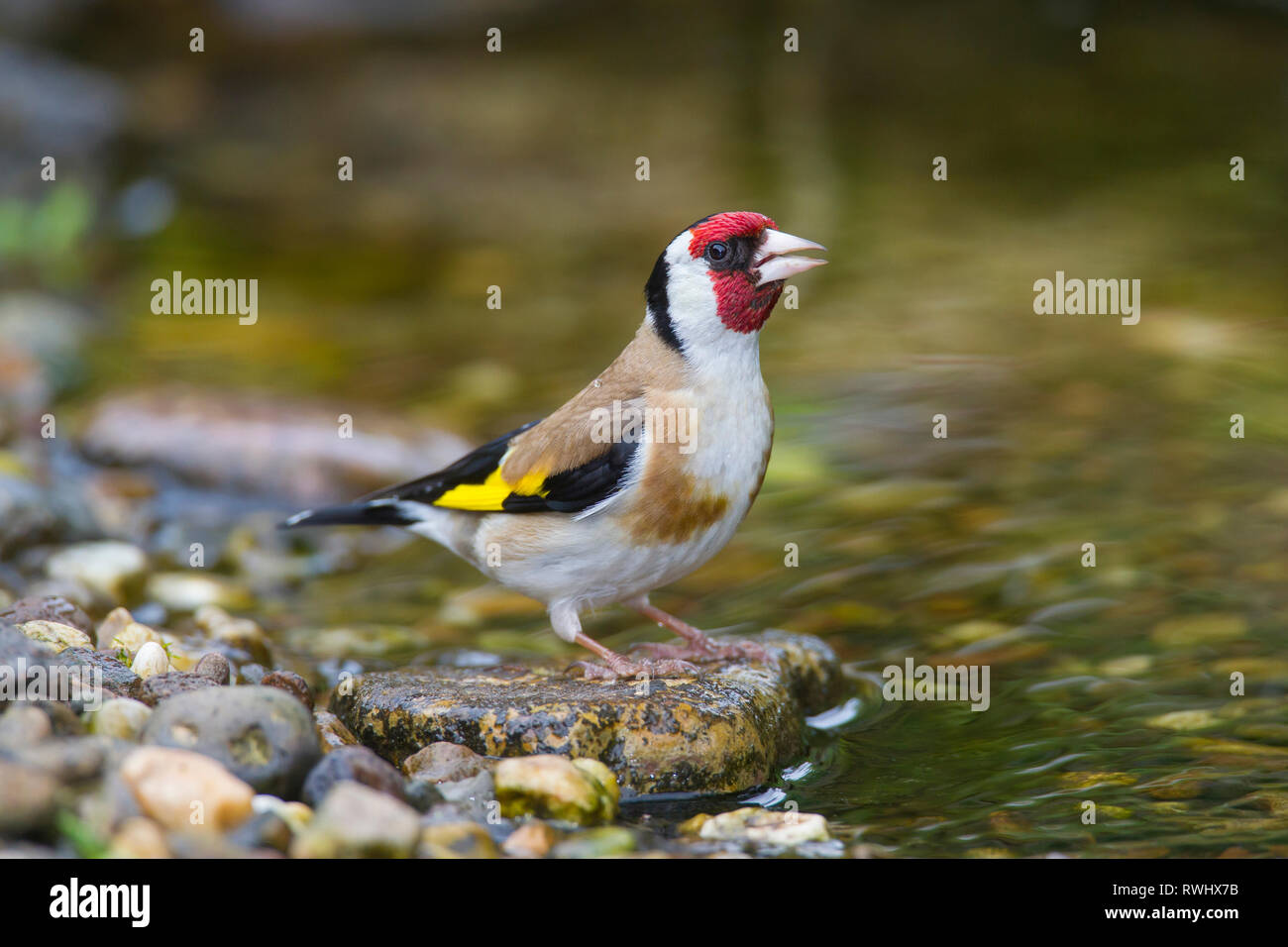Chardonneret élégant (Carduelis carduelis). Des profils avec de l'alcool. Allemagne Banque D'Images