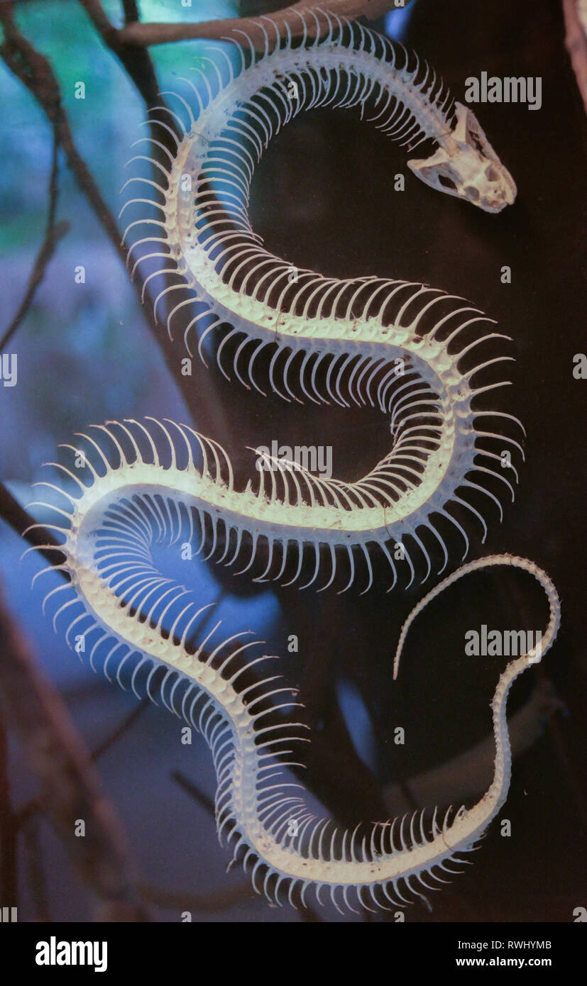 En Asie, Singapour, serpent squelette Banque D'Images