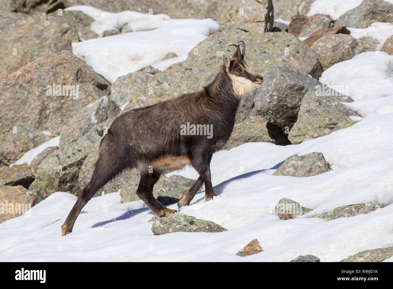 Chamois (Rupicapra rupicapra) femmes marcher en hiver. Alpes, France Banque D'Images