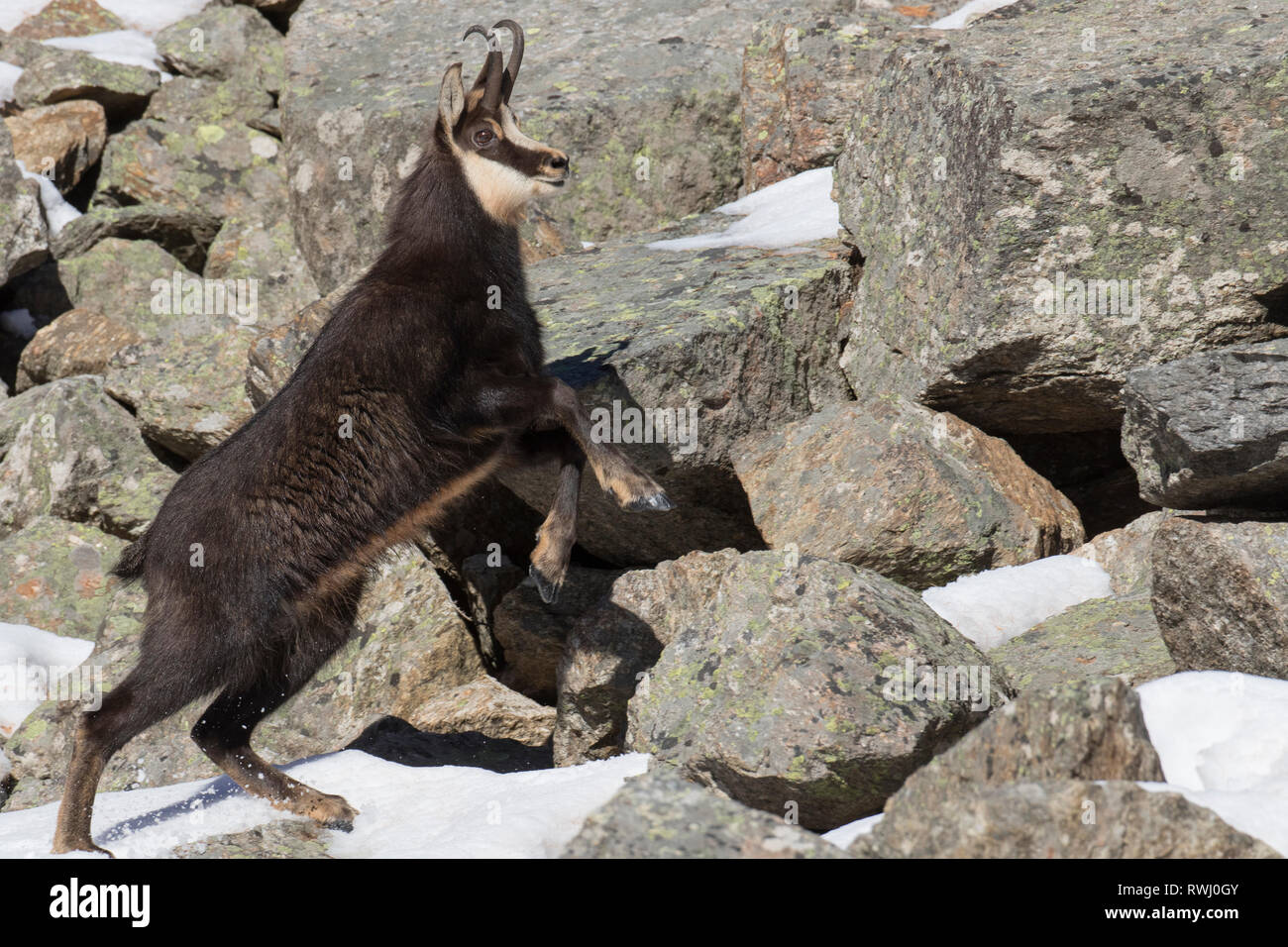 Chamois (Rupicapra rupicapra) d'hommes qui fuient. Alpes, France Banque D'Images
