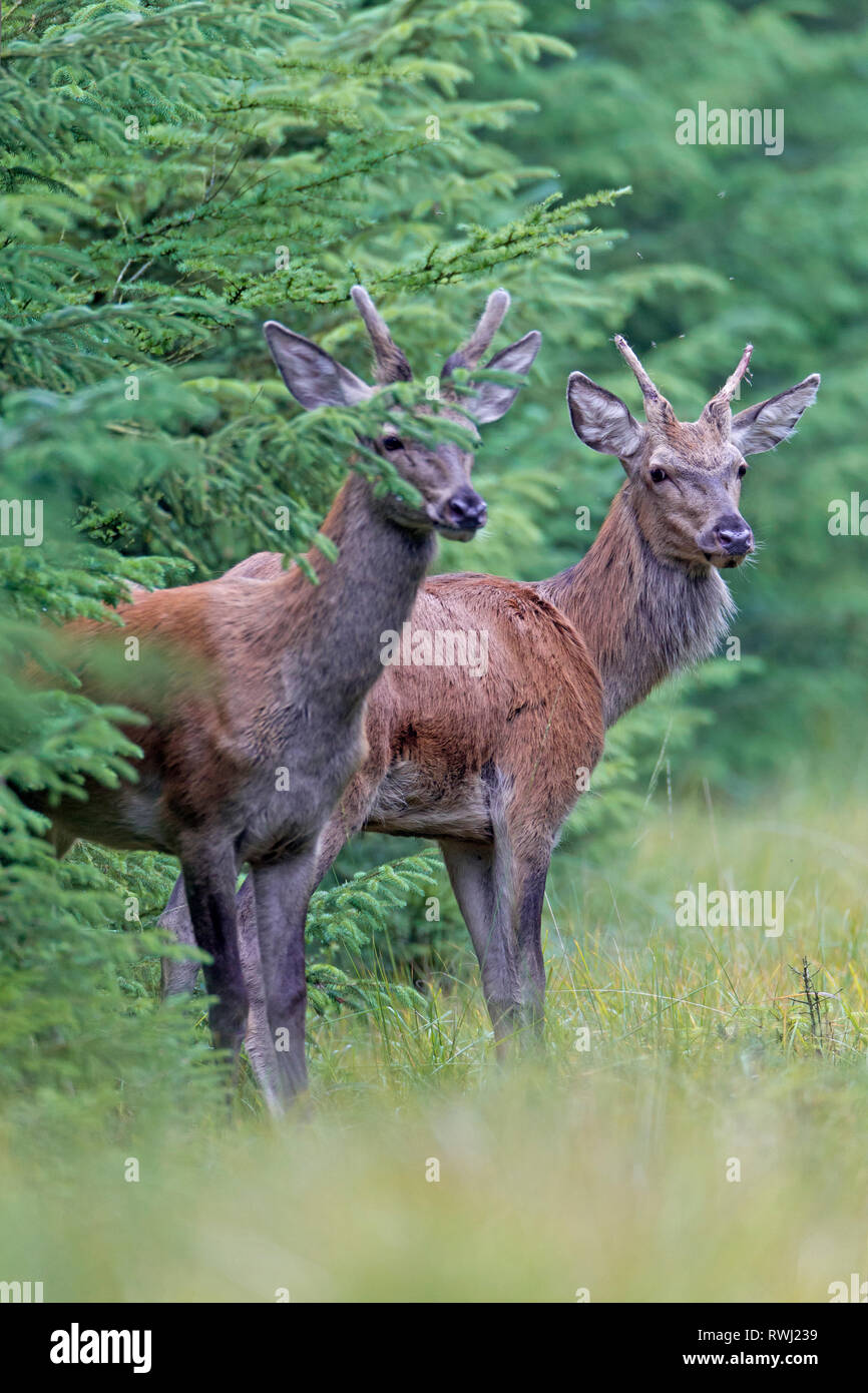 Red Deer (Cervus elaphus). Deux brockets debout à la lisière de la forêt. Danemark Banque D'Images