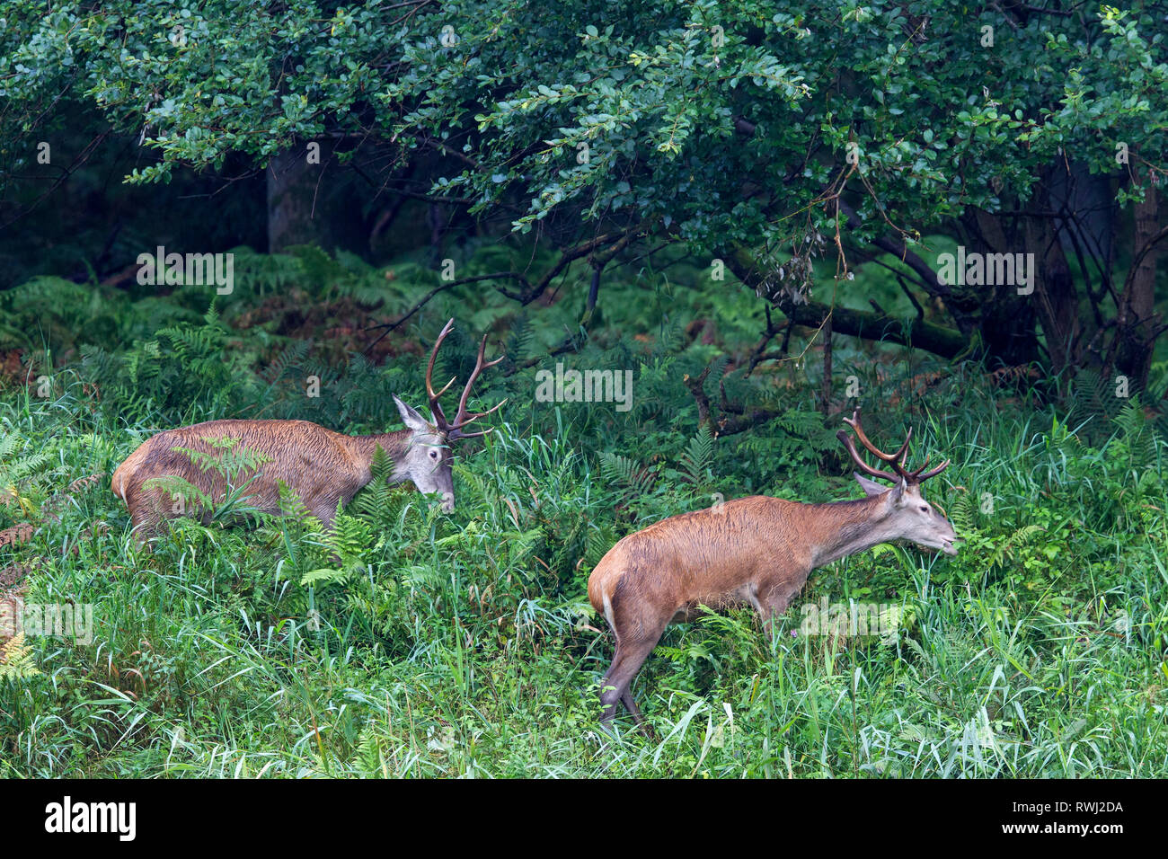 Red Deer (Cervus elaphus). Le pâturage deux cerfs au bord des forêts. Schleswig-Holstein, Allemagne Banque D'Images