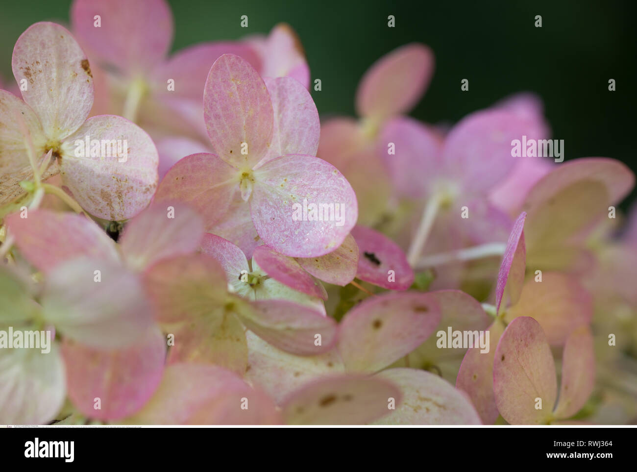 La botanique, la fleur d'automne de l'panicled hyd, attention ! Pour Greetingcard-Use Postcard-Use / dans la partie germanophone du pays, certaines restrictions peuvent s'appliquer Banque D'Images