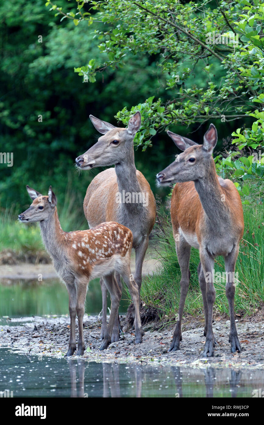 Red Deer (Cervus elaphus). Deux biches et un veau debout sur le bord d'un étang. Allemagne Banque D'Images