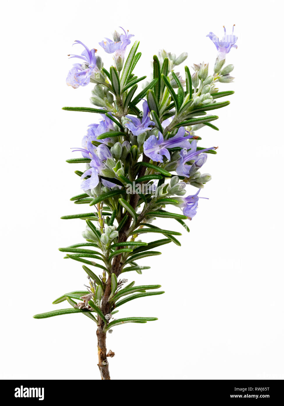 Branche fleurie printanière de l'herbe culinaire Rosemary, Salvia rosmarinus, sur fond blanc Banque D'Images
