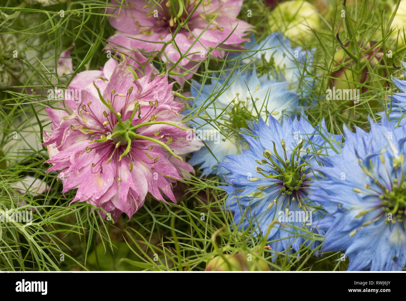 La botanique, fleurs multicolores, nigella, attention ! Pour Greetingcard-Use Postcard-Use / dans la partie germanophone du pays, certaines restrictions peuvent s'appliquer Banque D'Images