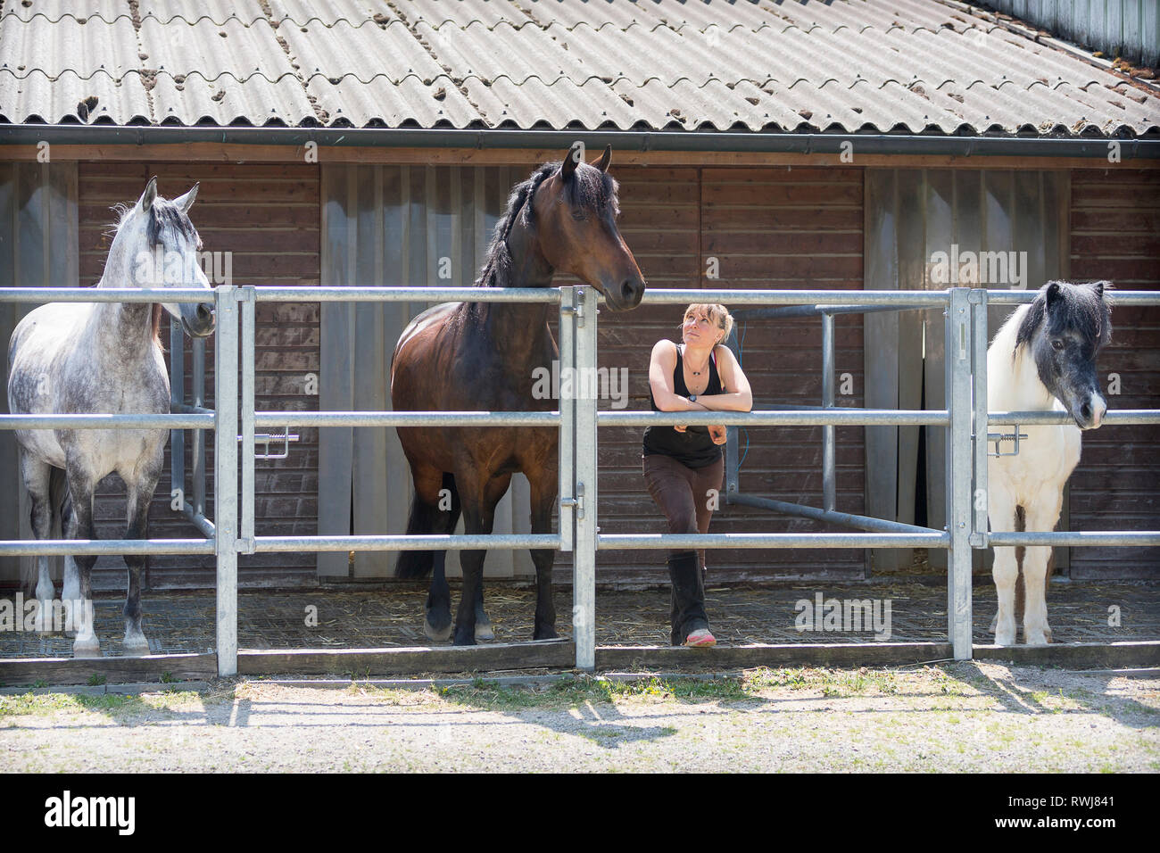 Les chevaux domestiques et d'une femme dans un mini-enclos. Allemagne Banque D'Images