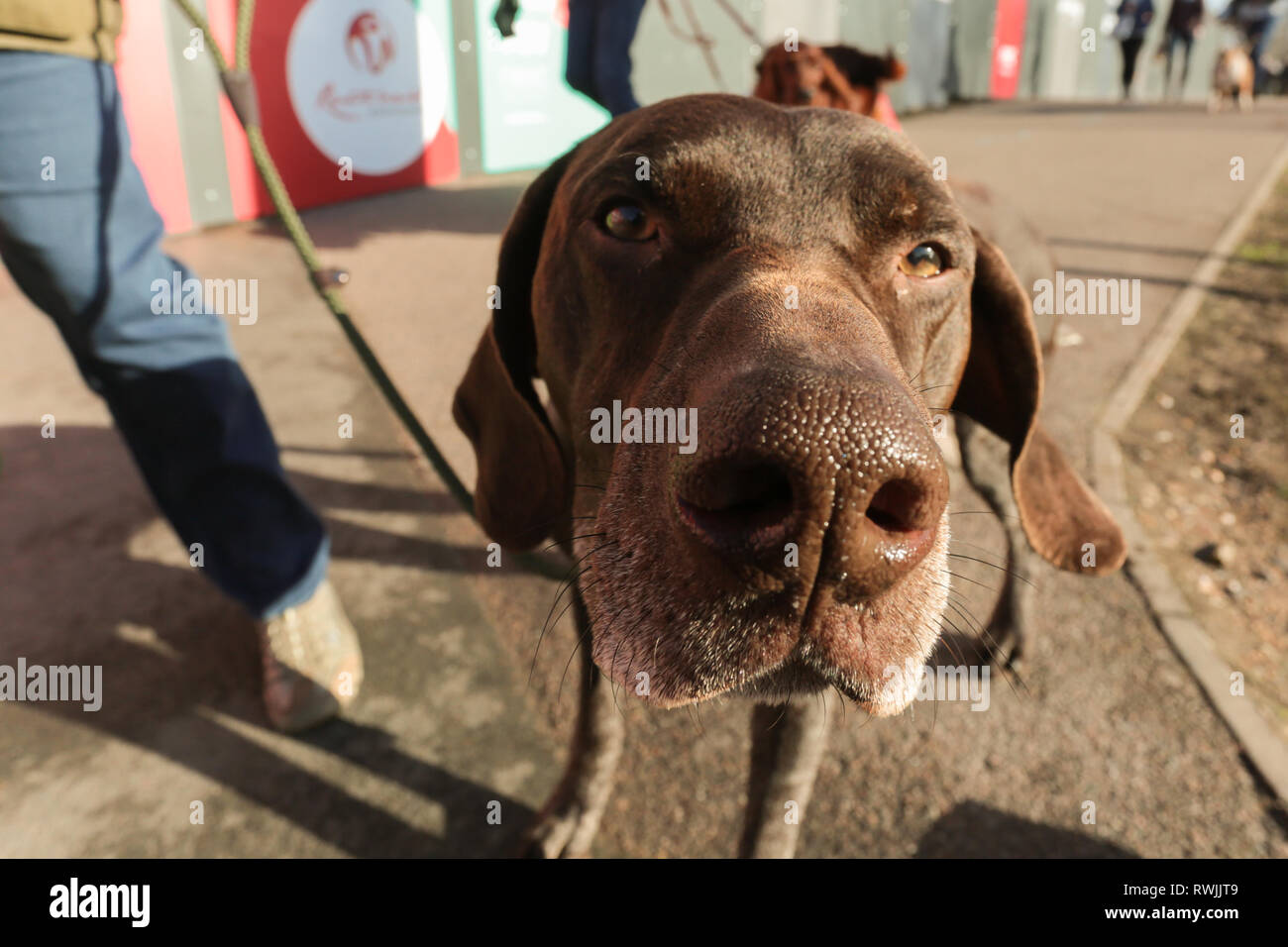 Birmingham, UK. 7 mars, 2019. Chiens d'exposition venant avec leur propriétaire pour le premier jour de Crufts 2019 qui se tiendra à l'NEC plus de quatre jours. 27 000 chiens devraient être indiqués sur les quatre jours, 220 espèces différentes, et avec une estimation de 165 000 amoureux de chien en visite. Crédit : Peter Lopeman/Alamy Live News Banque D'Images