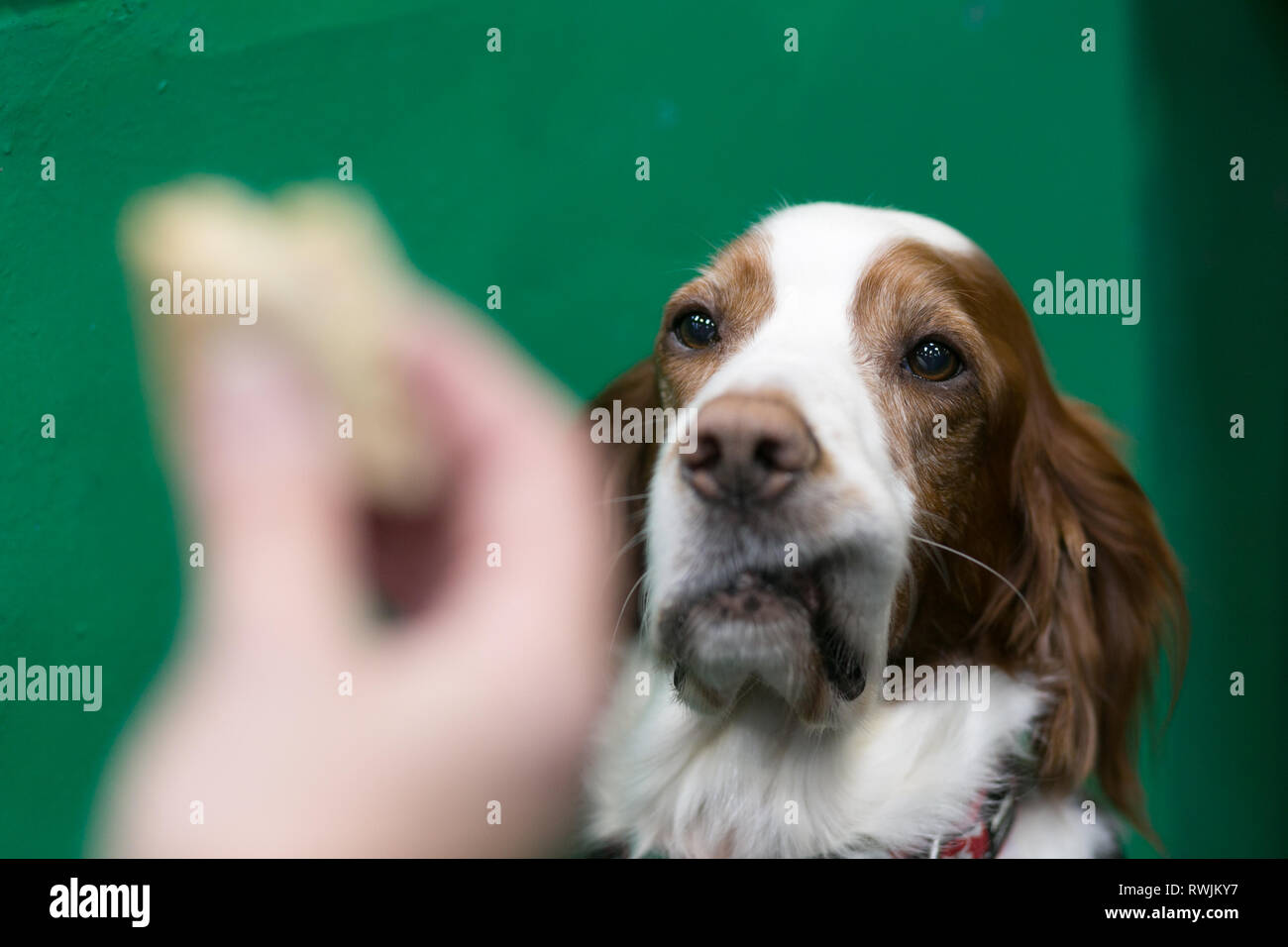 Birmingham, UK. 7 mars, 2019. Gundogs sont exposés au premier jour de Crufts 2019 qui se tiendra à l'NEC plus de quatre jours. Un chien est assis docilement pendant que son propriétaire a un déjeuner. Crédit : Peter Lopeman/Alamy Live News Banque D'Images