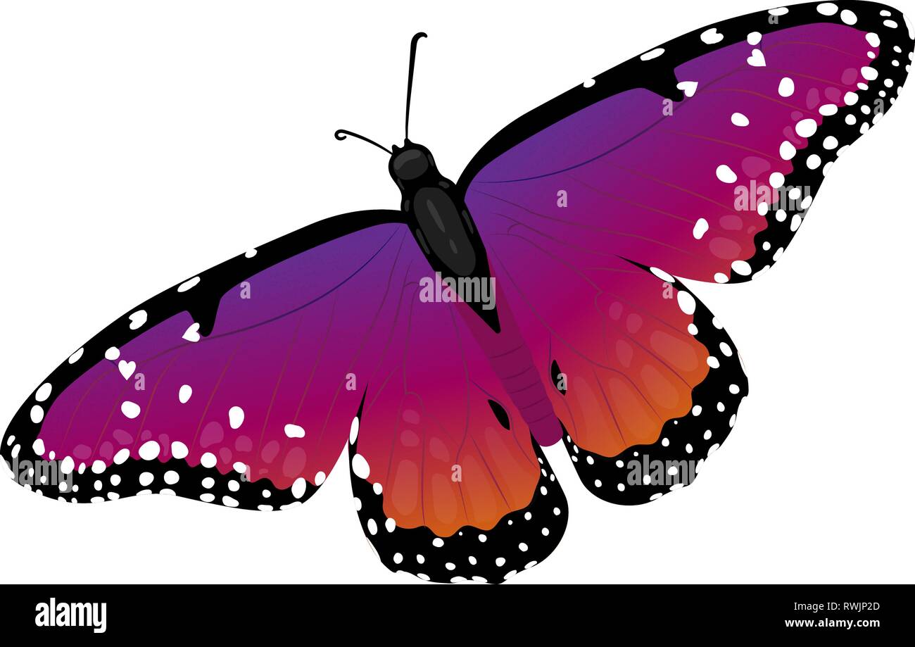 Multicolor Bug Banque D Images Vectorielles Alamy Multicolor Bug Banque D Images Vectorielles Alamy