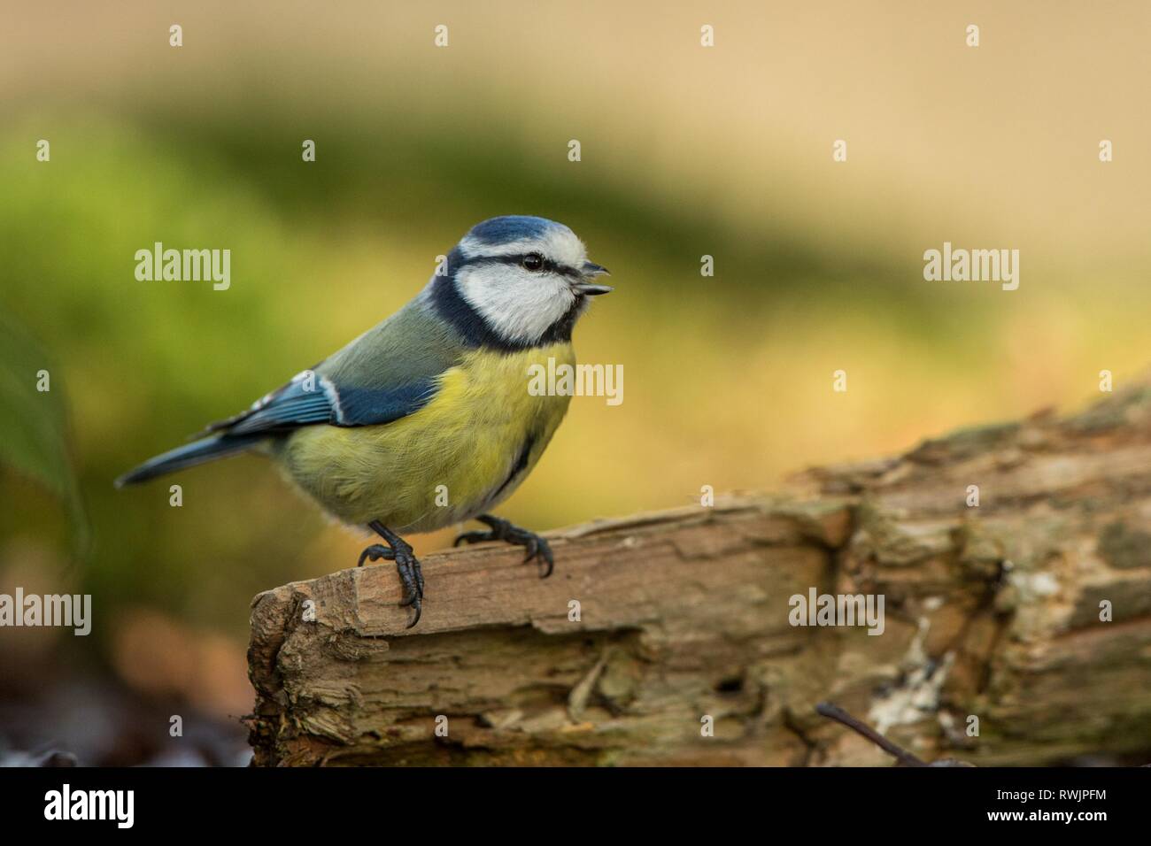 Blue Tit assis sur tronc de bois en forêt avec l'arrière-plan flou et les couleurs saturées, Hongrie, Songbird dans la nature, de l'habitat du lac forêt couleur petit mignon Banque D'Images