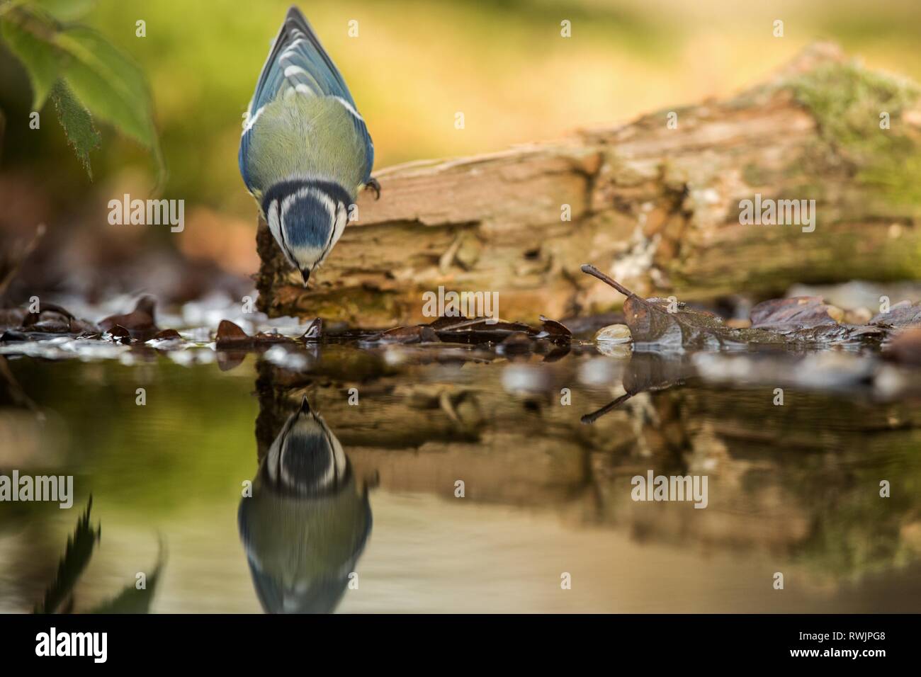 Blue Tit assis sur la rive de l'eau étang de lichen en forêt avec l'arrière-plan flou et les couleurs saturées, la République tchèque, l'oiseau reflète dans l'eau, Songbird Banque D'Images
