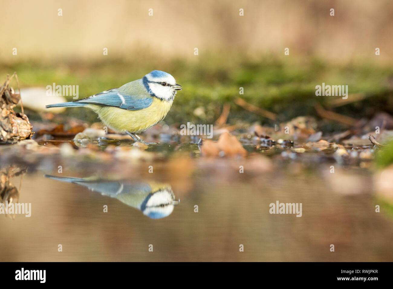 Blue Tit assis sur la rive de l'eau étang de lichen en forêt avec l'arrière-plan flou et les couleurs saturées, la République tchèque, l'oiseau reflète dans l'eau, Songbird Banque D'Images