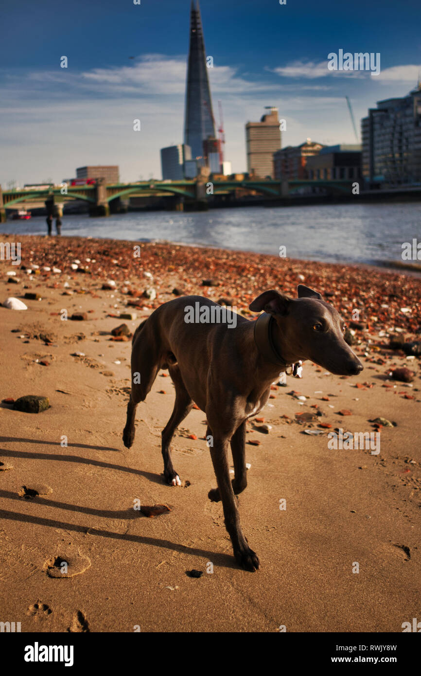 Chien marche à côté de la rivière Thames Banque D'Images