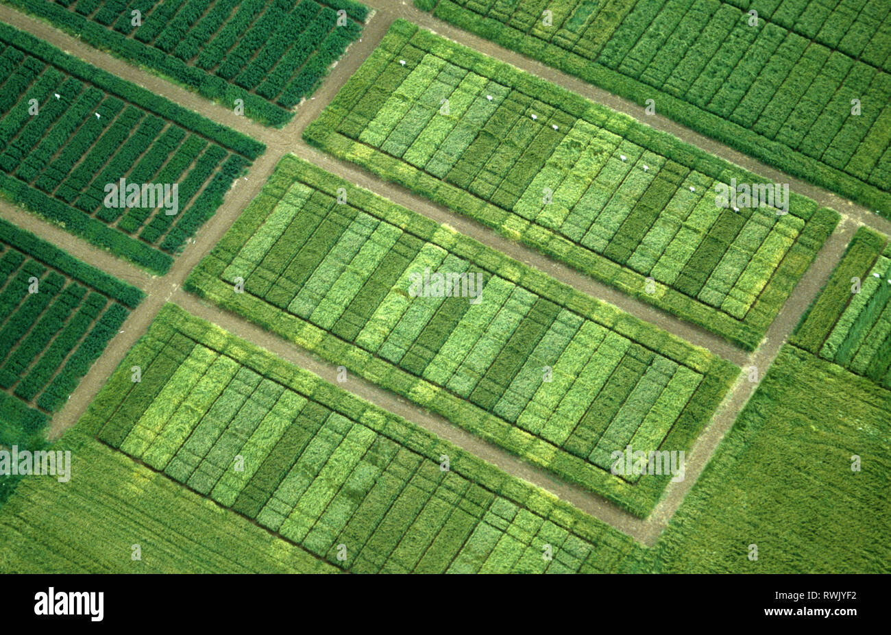Vue aérienne de la récolte de céréales diverses parcelles d'essais pour vérifier les différences entre les variétés, le rendement, la résistance aux maladies Banque D'Images