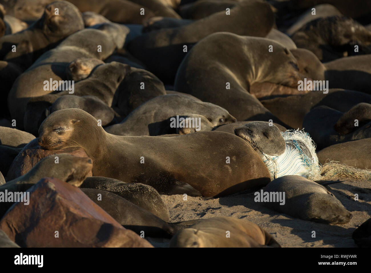 Une Cape fur seal au soleil à Cape Cross sur la Côte des Squelettes de la Namibie, l'Afrique de l'Ouest. Banque D'Images