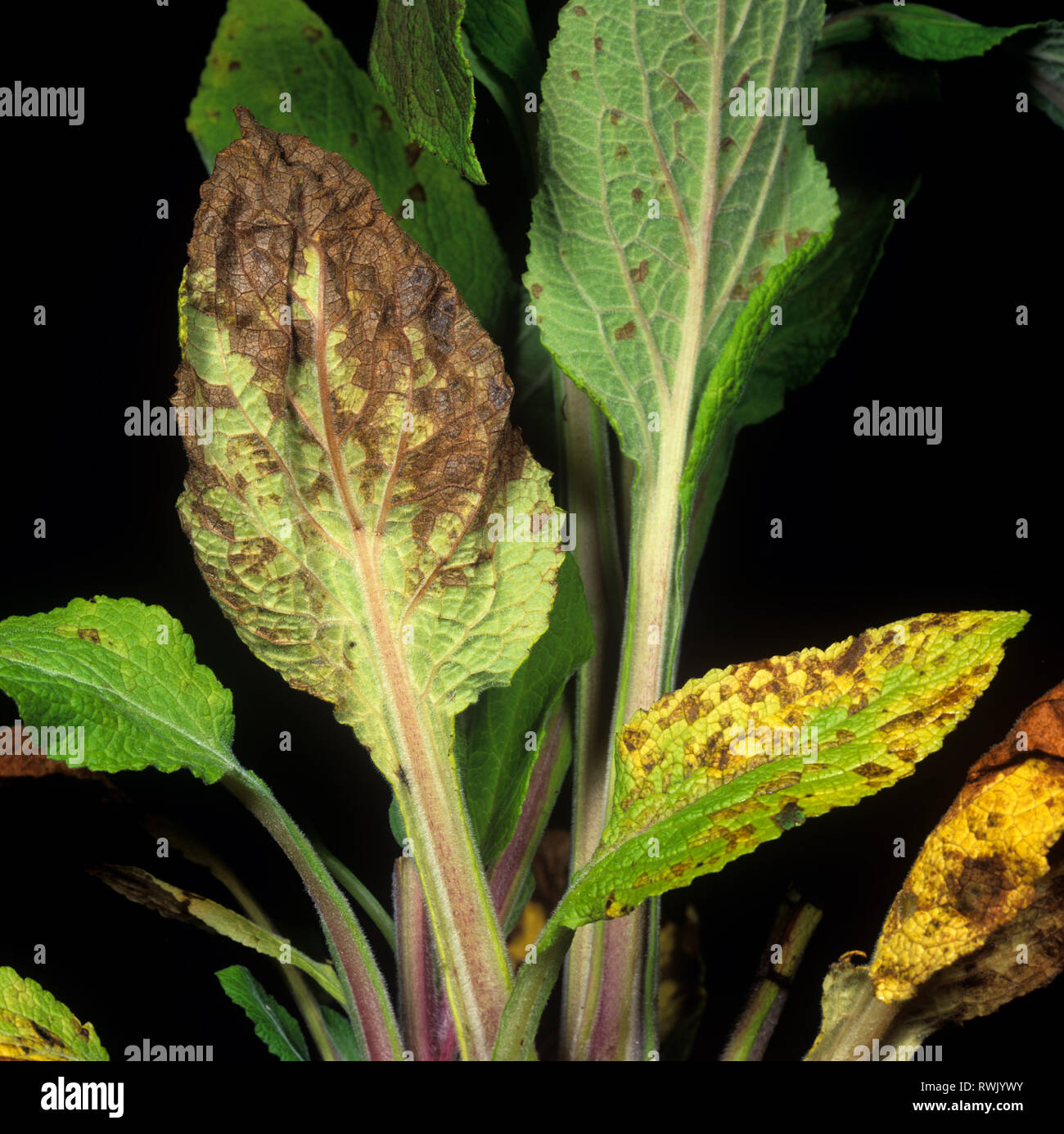 Nématode doré de feuilles (Aphelenchoides spp.) Dommages à la digitale pourpre (Digitalis sp.) Banque D'Images