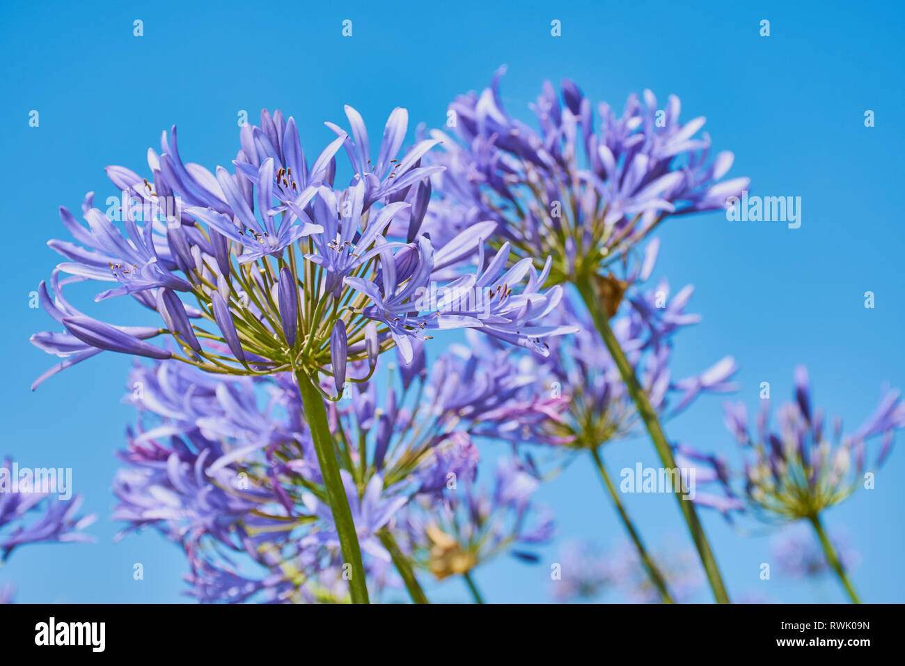 Vue rapprochée sur le blue lily -Agapanthus praecox- sur une journée sans nuages soleil contre le ciel bleu Banque D'Images