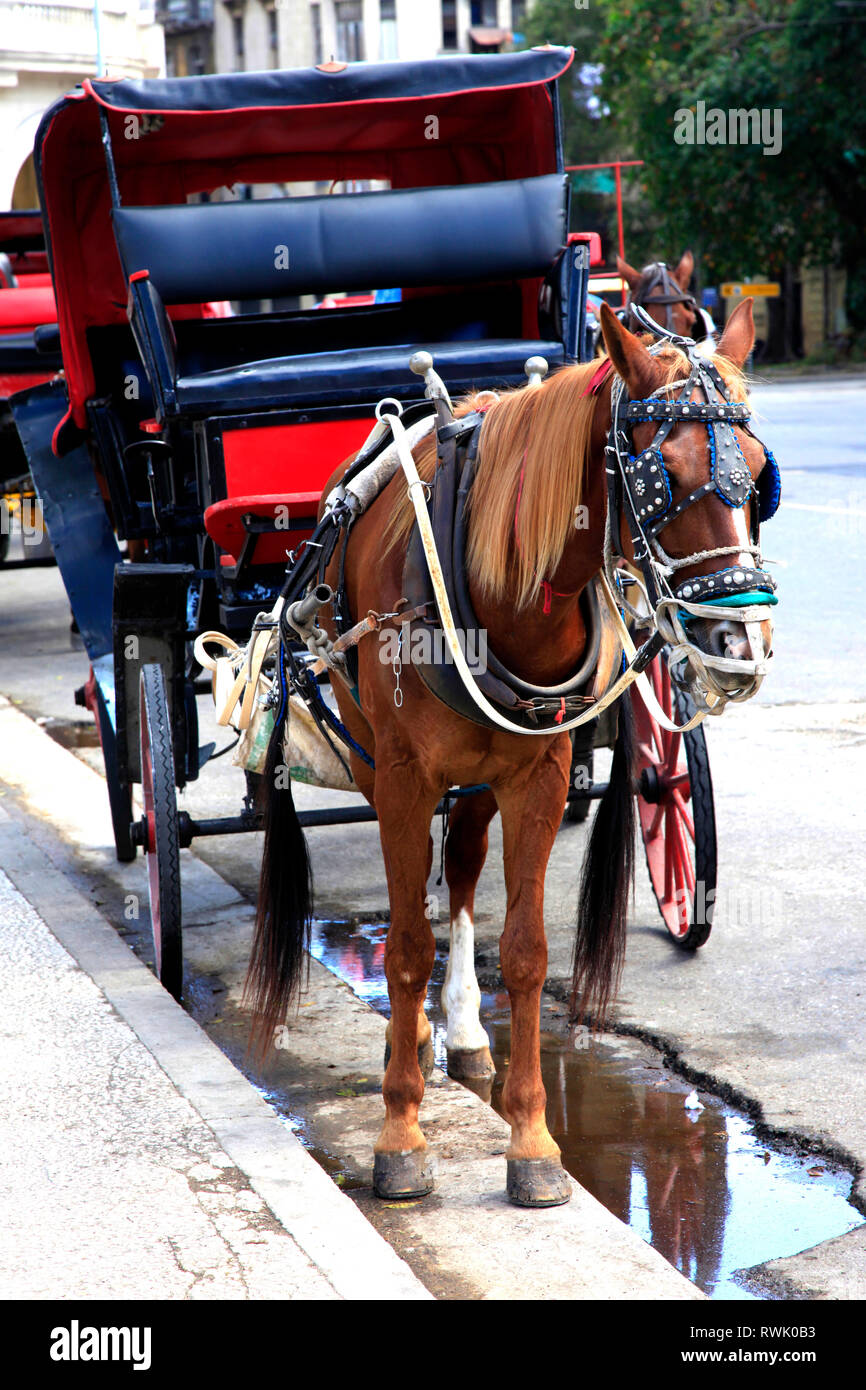 Transport de chevaux en circuit touristique à travers la partie coloniale de la vieille Havane très typique dans les rues de La Havane depuis le gouvernement cubain a commencé à e Banque D'Images