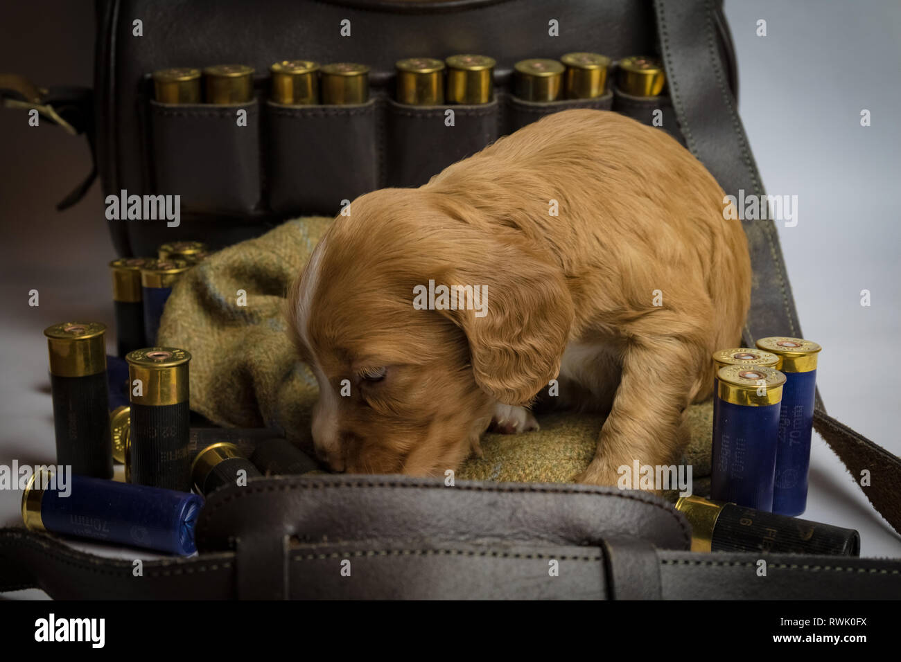 5 semaine de travail vieux Cocker Anglais chiots sur tweed cap et en sac de cartouche de fusil Banque D'Images