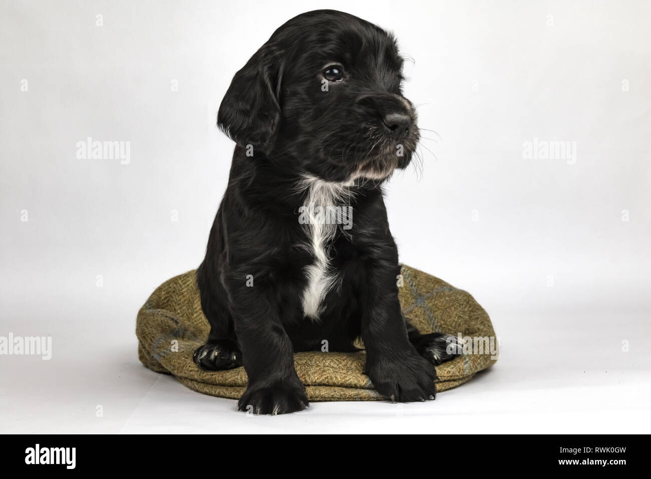 5 semaine de travail vieux Cocker Anglais chiots sur tweed cap et en sac de cartouche de fusil Banque D'Images