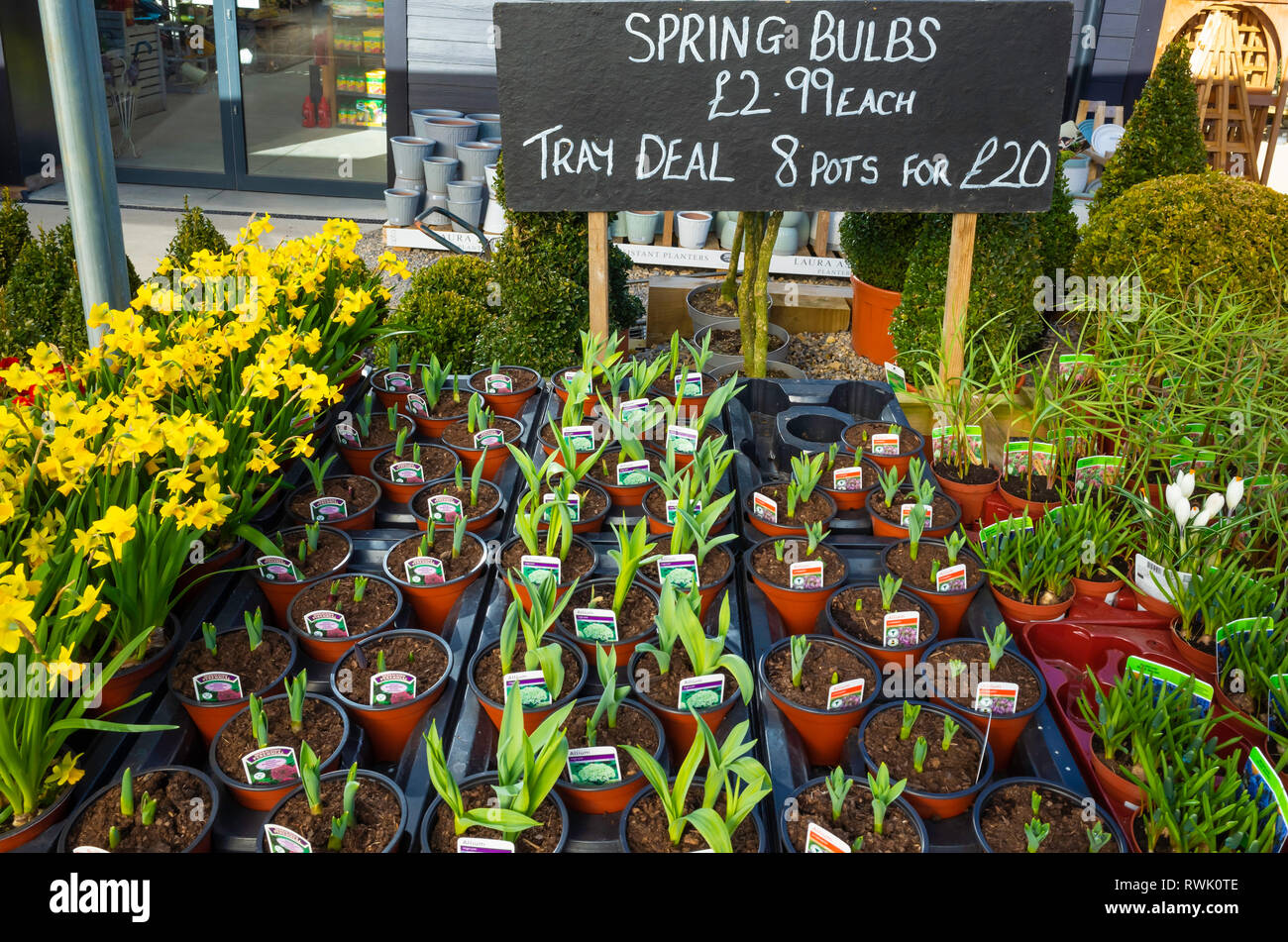 L'écran du Centre de jardin et plantes d'Fritilliaries Allium pour le printemps au prix de £ 2.99 Chaque ou 8 pour €20 pots Banque D'Images