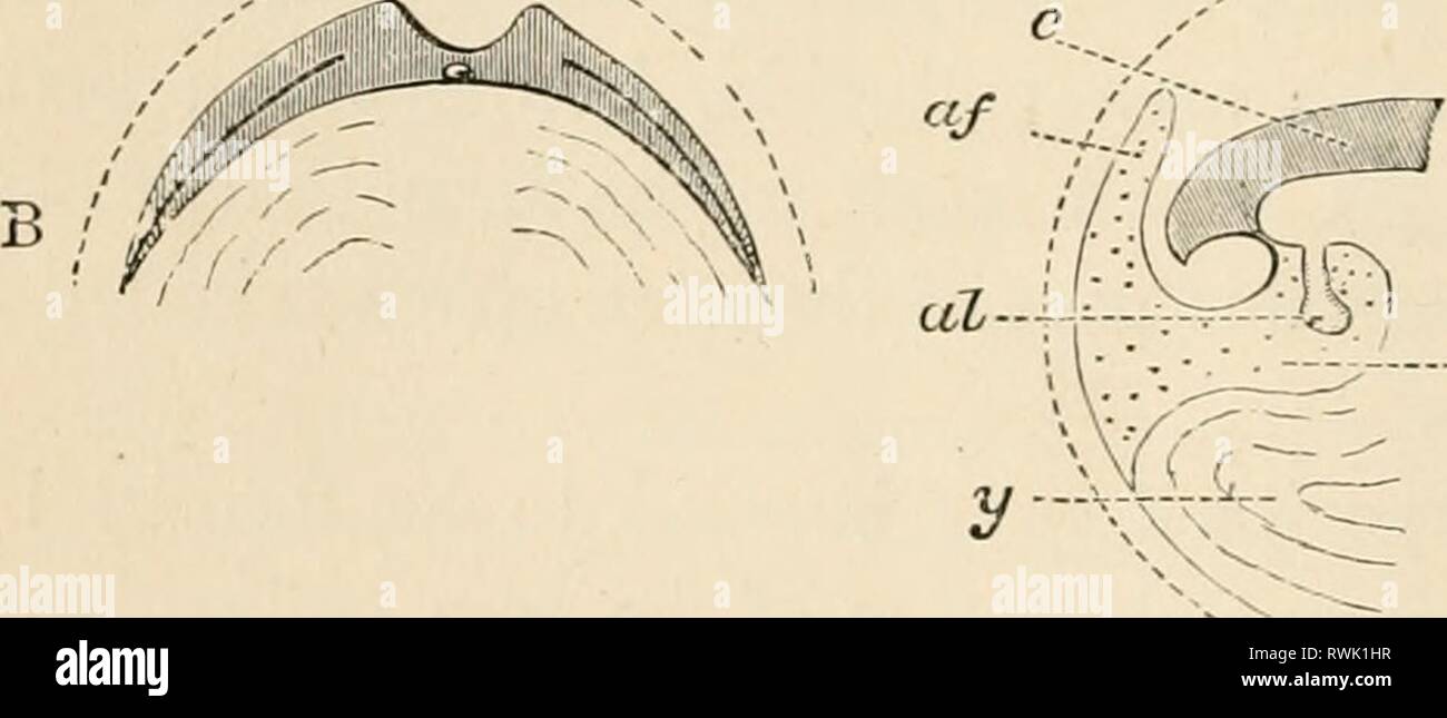 Les éléments d'embryologie (1889) Les éléments d'embryologie humaine elementsofembryo fostuoft Année : 188900vt vt --.2Jp Fig. 9, ^ à iV forme une série de représentation schématique purement exposés introduits pour faciliter la compréhension de la façon dont le corps de l'embryon est formé, et des diverses relations de la résorption du sac vitellin, amnios et allantoïde. Dans tous les vt est la membrane vitelline, placé, par souci de commodité, à quelque distance de son contenu, et représentée comme par- sisting dans les stades plus ; dans l'œuf il est en contact direct avec le blastoderme (ou jaune), et au début de cesser Banque D'Images