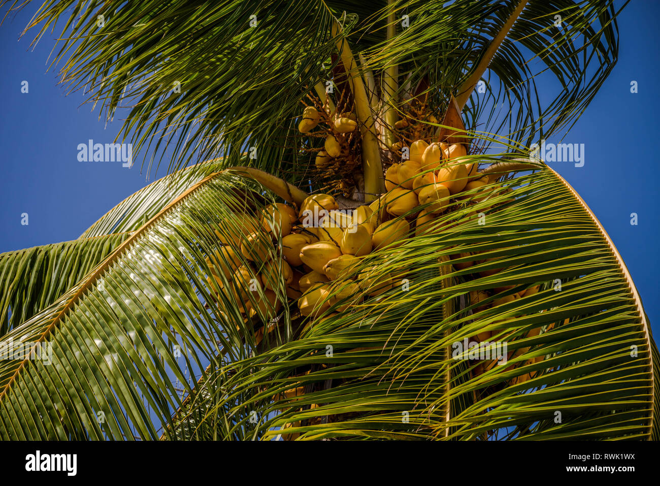 Avec de nombreux palmiers de coco - Cocos nucifera Banque D'Images Avec de nombreux palmiers de coco - Cocos nucifera Banque D'Images