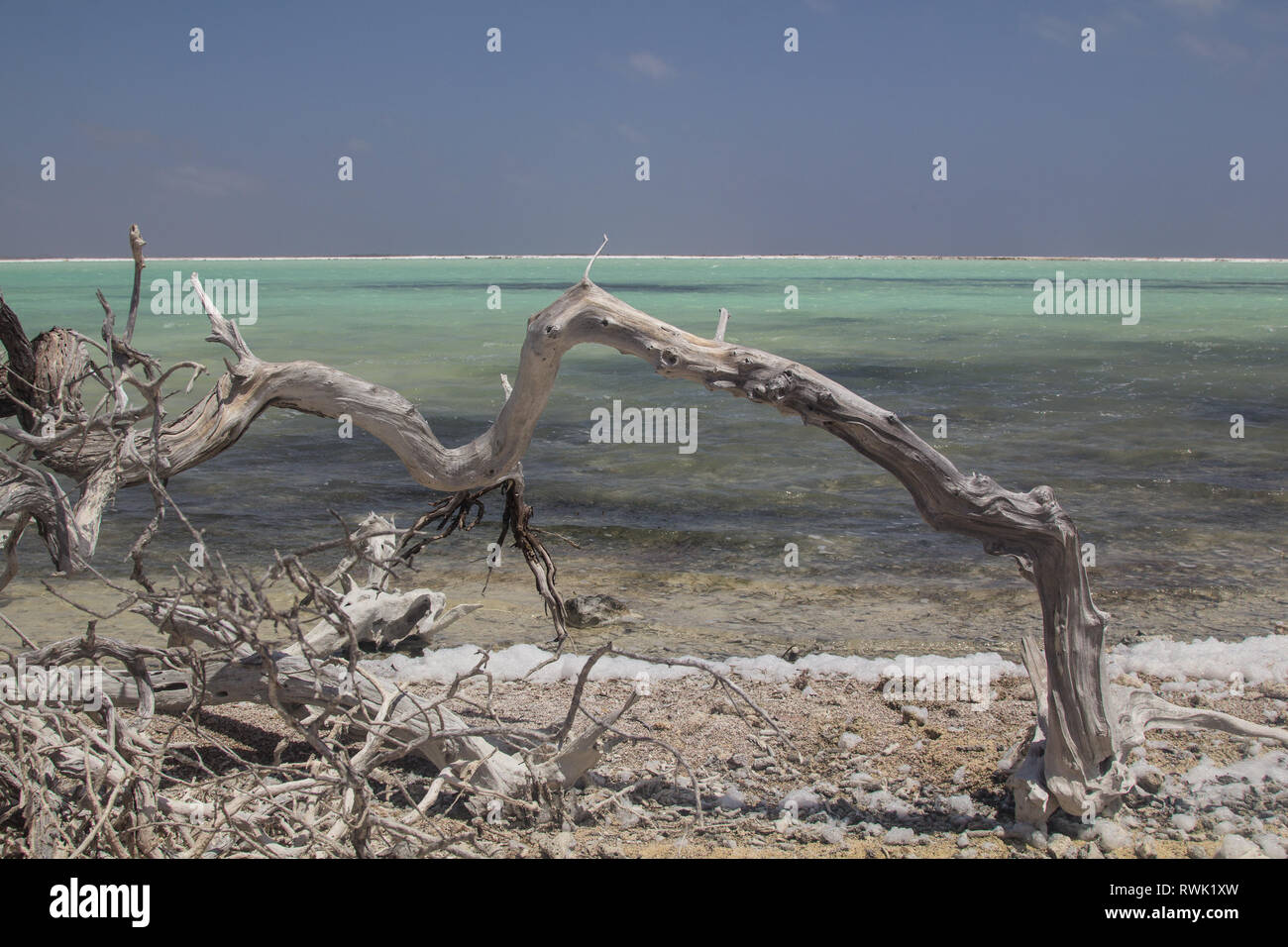 Le bois mort d'un buisson en face d'une solution saline, appelé Pan Pan, un bleu lagon près de la courroie du convoyeur de la jetée de sel sur l'île tropicale de Bonaire Banque D'Images