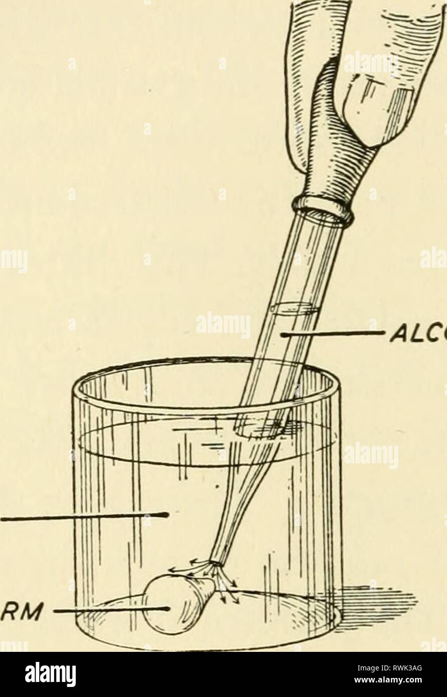 Éléments de biologie, avec des éléments spéciaux de la biologie, en particulier, sur leur rôle dans la vie des animaux elementsofbiolog00buch Année : 1933 ÉLÉMENTS DE BIOLOGIE 62 podiums est provoqué. Des travaux plus récents indiquent, toutefois, que le processus est beaucoup plus comphcated. Des changements internes dans l'apparemment structure protoplasmique sont constamment en cours, de sorte qu'à partir d'un noyau central de protoplasme liquéfié sont des matériaux qui s'écoule dans le sens de la formation d'pseudopode. Près de la pointe de ces matériels pédagogiques sont constamment ajoutés à une situation nettement moins d'eau de l'alcool liquide couenne CHLOROFORME F Banque D'Images