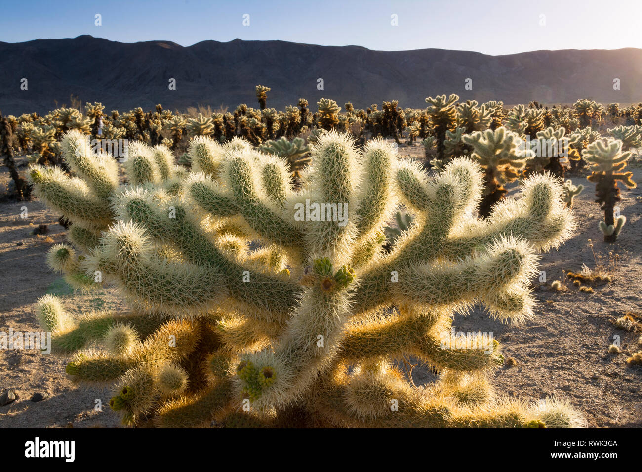 Jumping cholla Cactus, Opuntia fulgida, Cholla Cactus Garden, le parc national Joshua Tree, California, USA Banque D'Images