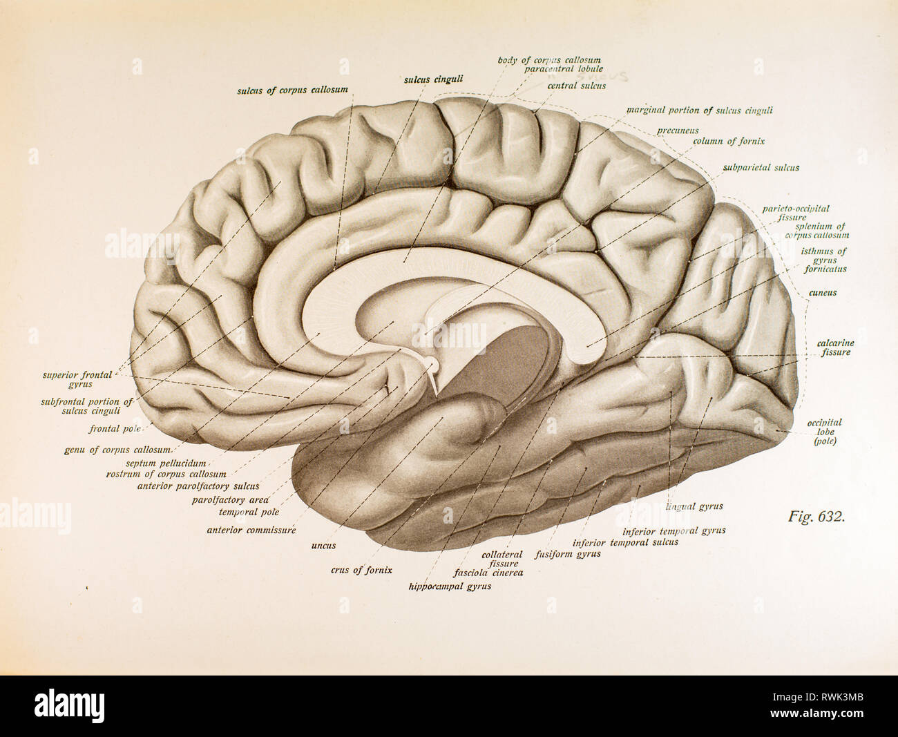 L'hémisphère droit du cerveau humain. Banque D'Images