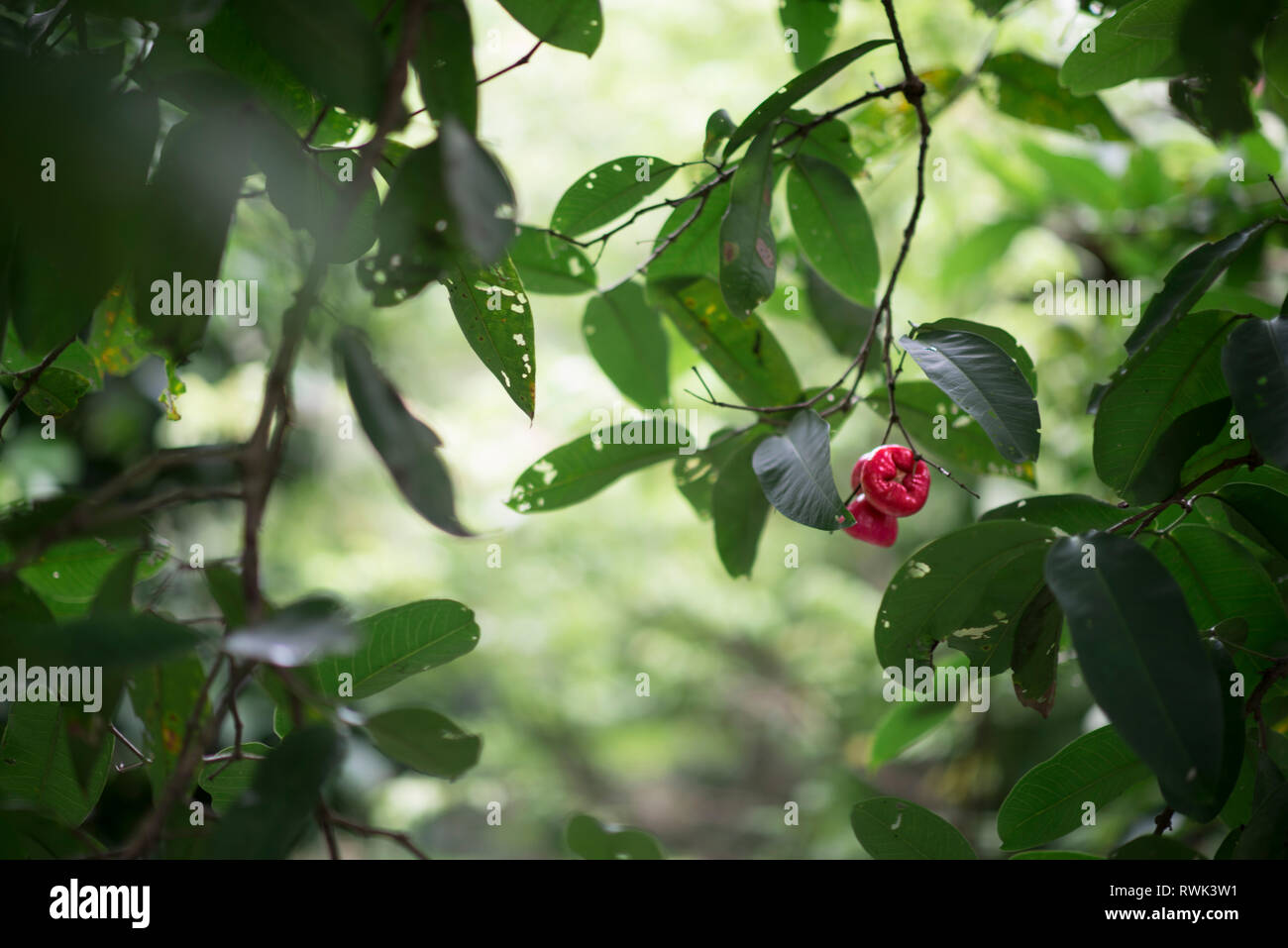Le waterapple ou Syzygium samarangense vietnamien est un fruit tropical aussi appelé wax, Java Apple, Apple, Apple-rose Semarang wax jambu au Vietnam Banque D'Images