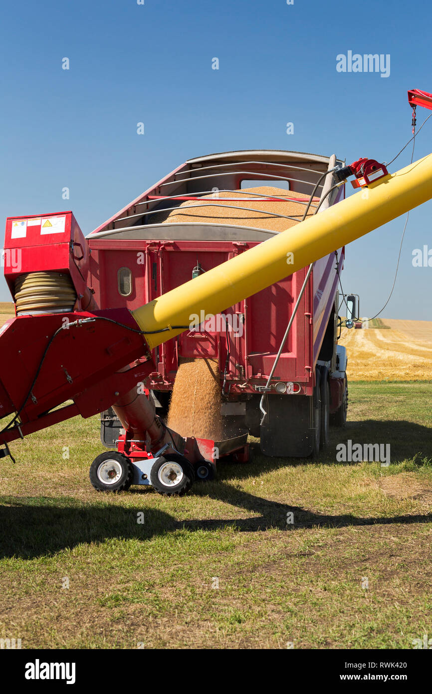 La vis sans fin de remplissage de camions de grain contre un ciel bleu ; Acme, Alberta, Canada Banque D'Images