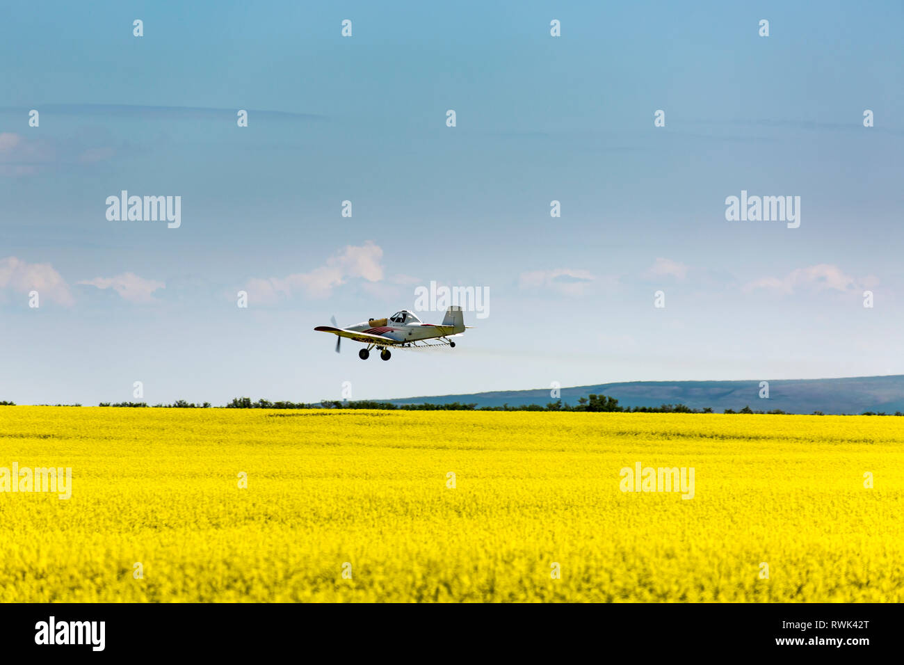 La pulvérisation des cultures plan duster un champ de canola de floraison avec ciel bleu et nuages ; Beiseker, Alberta, Canada Banque D'Images