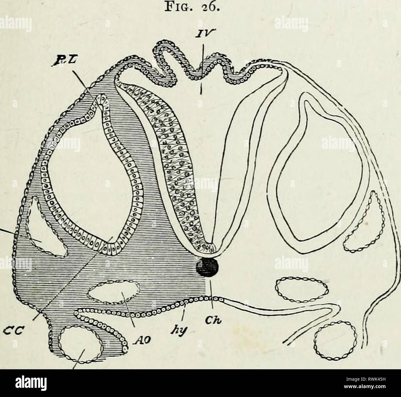 Les éléments d'embryologie, (1874) Les éléments d'embryologie, elementsofembryo74fost Année : 1874 v.] les vésicules optiques. 95 Les restrictions qui donnent naissance à des tiges ont lieu principalement de haut en bas, et aussi un peu vers l'intérieur et l'arrière. Ainsi, à partir de la première les vésicules apparaissent au printemps à partir de la sous de la partie avant du cerveau. annonce^. IV. JlOA SSCTION À TRAVERS LE CERVEAU D'UN POUSSIN À LA FIN DU TROISIÈME JOUR D'Incobation. Quatrième ventricule. La section le montre très mince toit et côtés plus épais du ventricule. Ch. notochorde-(ombrage schématique). GV. Veine cardinale antérieure. CO. Banque D'Images