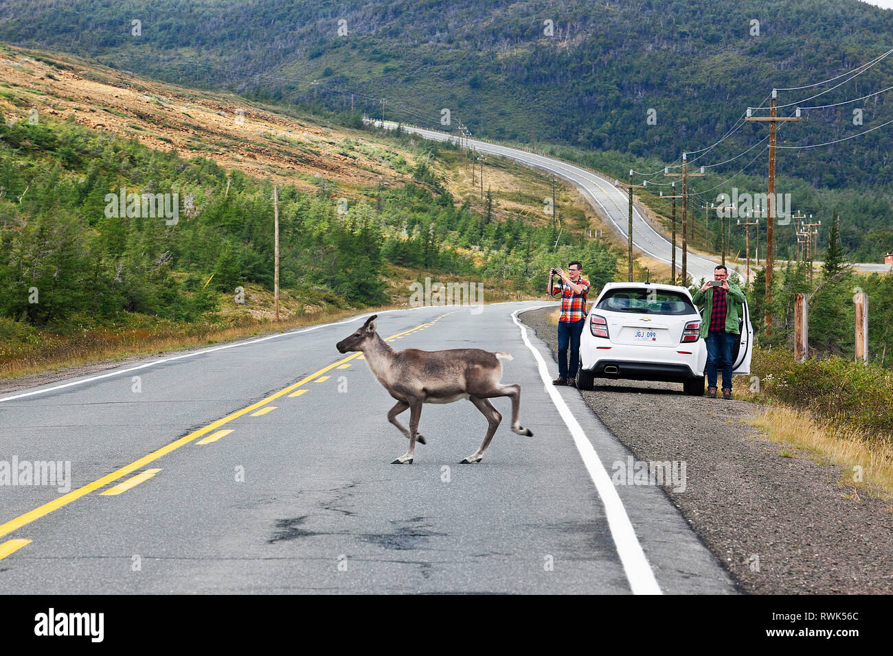 Les touristes se sont arrêtés sur une autoroute en prenant des photos d'un caribou traversant derrière leur voiture garée. Route 431, The Tablelands, parc national du gros-Morne, Terre-Neuve, Canada Banque D'Images