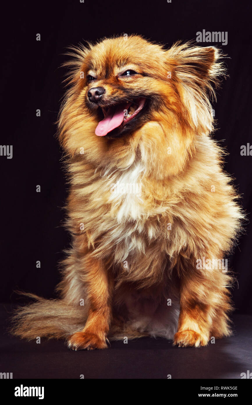 Studio portrait d'un chien pomeranian et caméra à off en riant. Banque D'Images