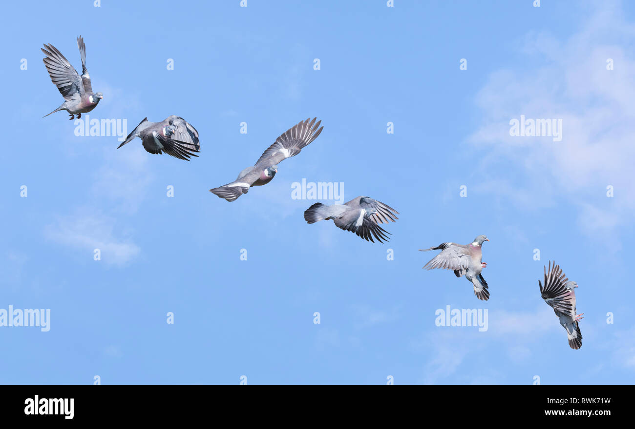 Des ramiers montrant plusieurs différentes étapes de vol, du décollage à l'atterrissage. Flying Woodpigeons. Des ramiers en vol l'ordre. Banque D'Images
