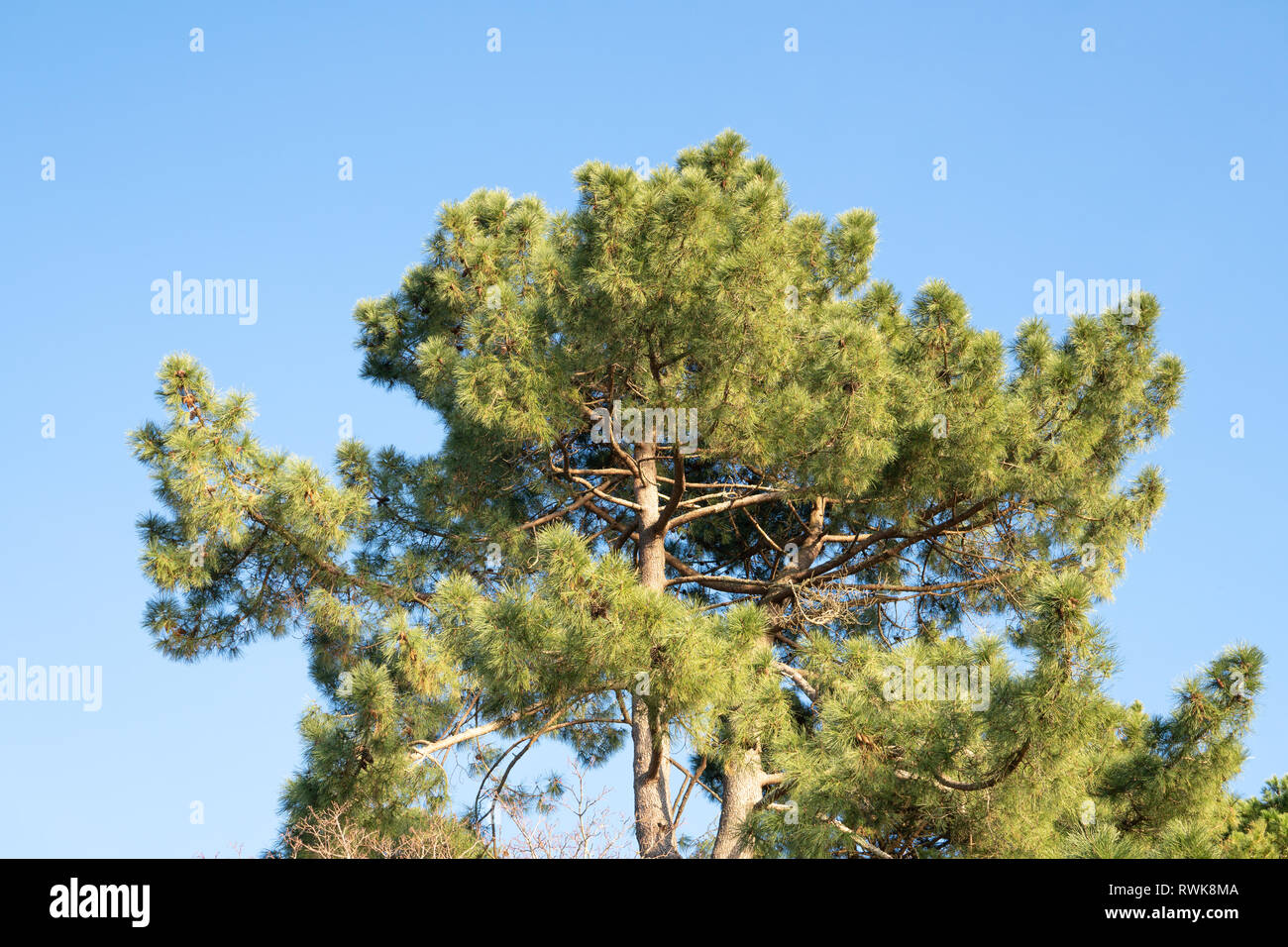 Pin. Pinus echinata Banque D'Images