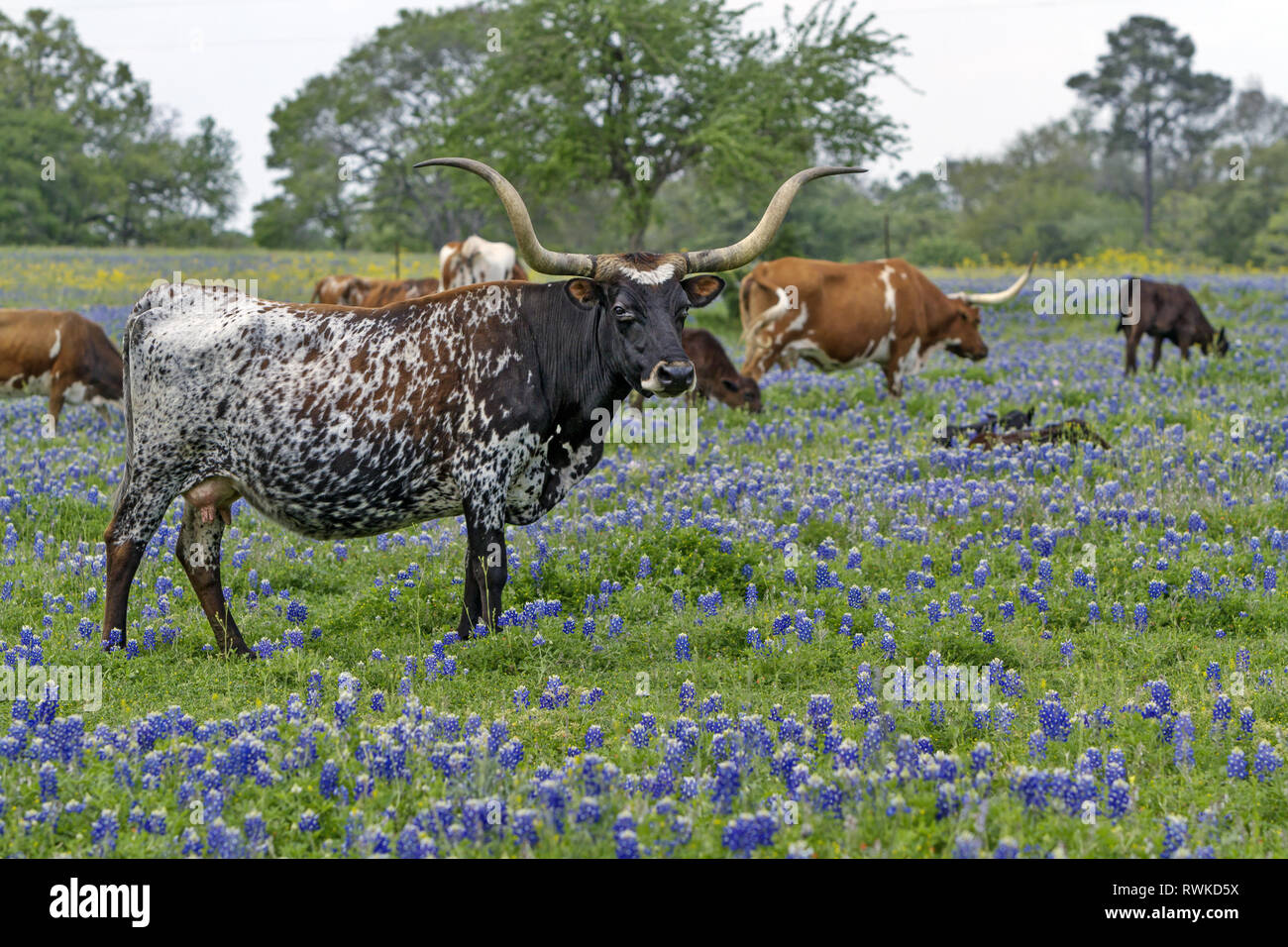 Vache Texas Longhorn debout dans le champ de bluebonnet Hill Country, Texas, États-Unis Banque D'Images