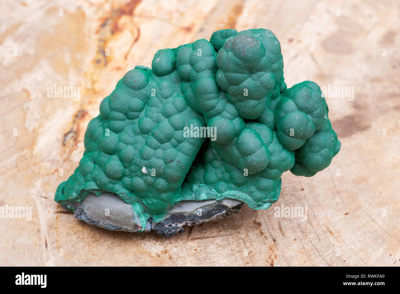 Botryoidal cluster Malachite à partir de la République démocratique du Congo sur le bois pétrifié poli naturel de dalle de Madagascar. Banque D'Images