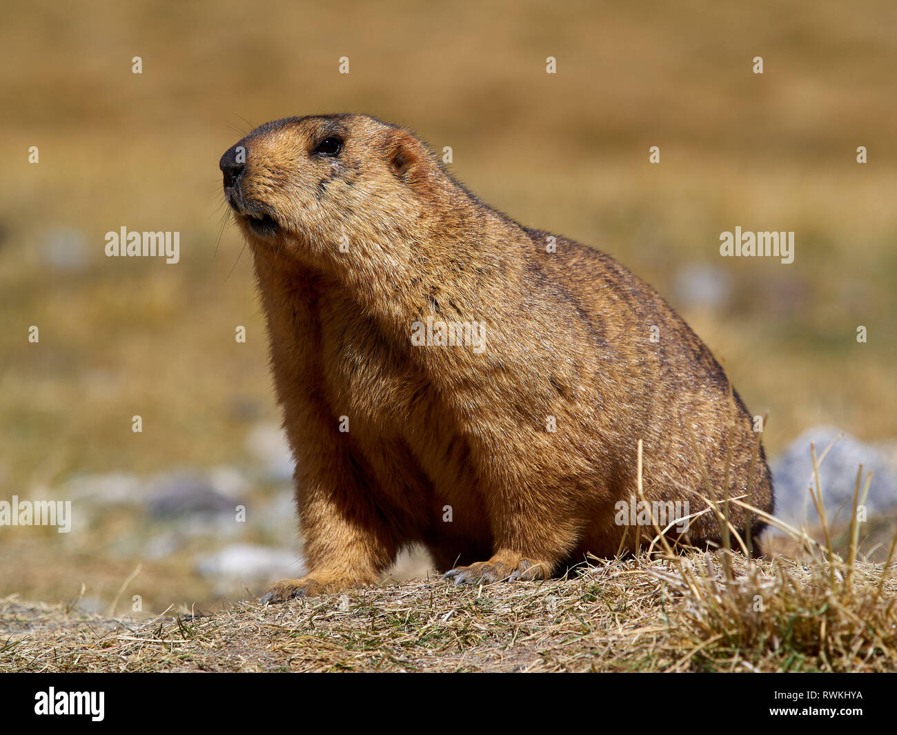 Grosse orange marmot est assis sur l'herbe jaune d'automne. Banque D'Images