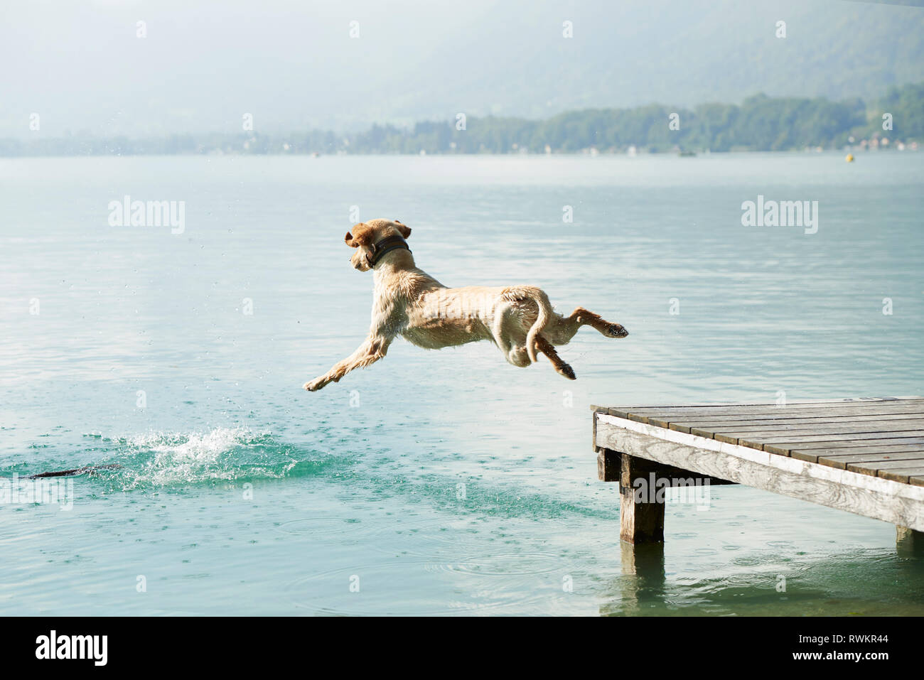Chien sautant pier en lac d'Annecy, Annecy, France Banque D'Images