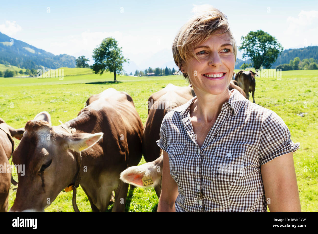 Femme avec troupeau de vaches sur champ, Sonthofen, Bayern, Allemagne Banque D'Images Femme avec troupeau de vaches sur champ, Sonthofen, Bayern, Allemagne Banque D'Images